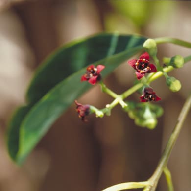 Sandalwood - Santalum album L.