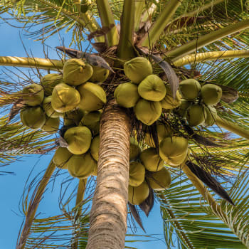 Coconut tree - Cocos nucifera L.
