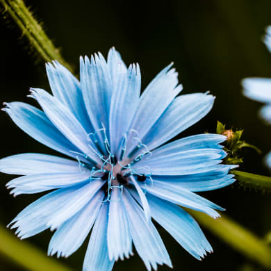 Chicory - Cichorium intybus L.