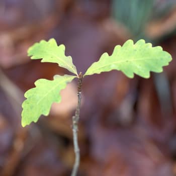 Oak - Eiche - Quercus robur L.