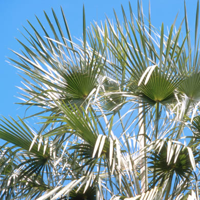 Carnauba - Copernicia prunifera (Mill.) H.E. Moore