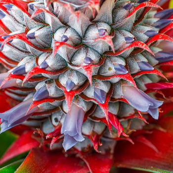 Pineapple - Ananas comosus (L.) Merr., Ananas sativus L.