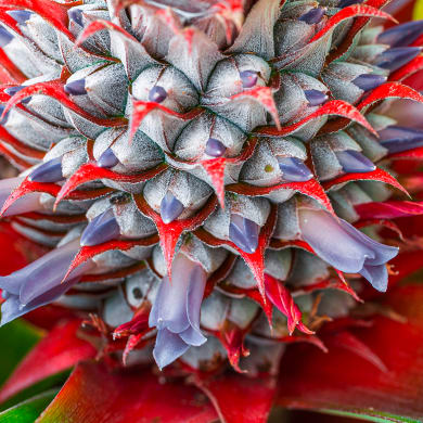 Pineapple - Ananas comosus (L.) Merr., Ananas sativus L.