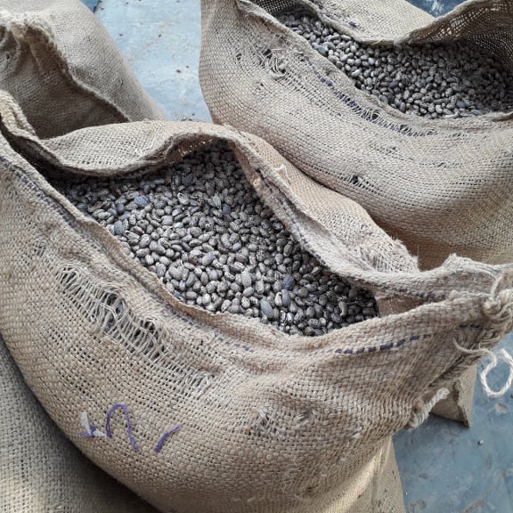 Open burlap sacks filled with castor beans on a concrete floor.