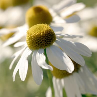German Chamomile - Chamomilla recutita L.