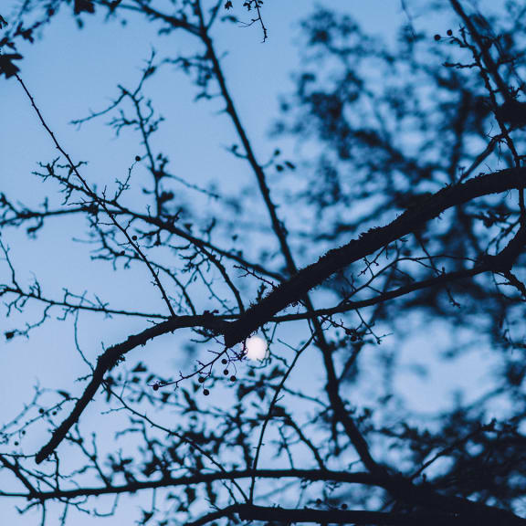 Bare tree branches silhouetted against a blue dusk sky with the moon glowing faintly behind them.