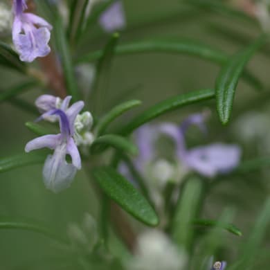 Rosemary - Rosmarinus officinalis L.