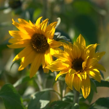 Sunflower - Helianthus annuus L.