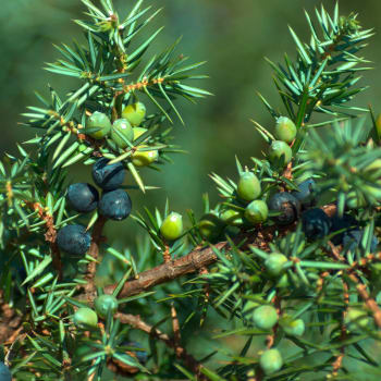 Juniper - Juniperus communis L.