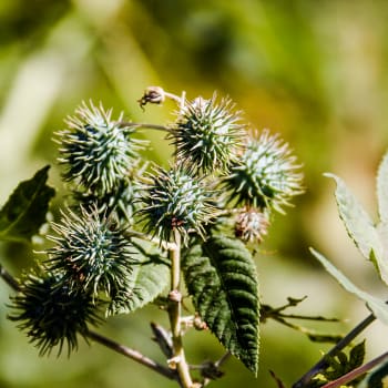 Castor Oil Plant - Ricinus communis L.