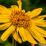 click to learn more about the plants used in our products