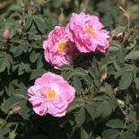 Pink roses blooming on a leafy bush, with several buds and three open flowers in sunlight.