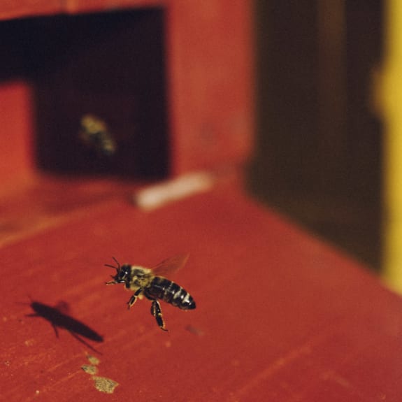 A bee hovers over a red wooden surface, casting a sharp shadow in warm light.