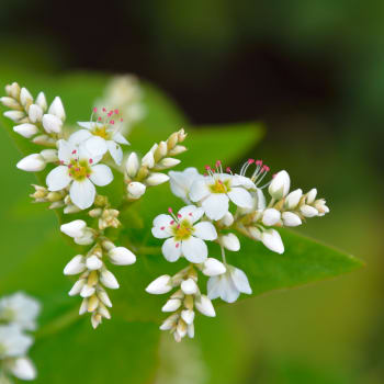 Buckwheat - Polygonum fagopyrum L.
