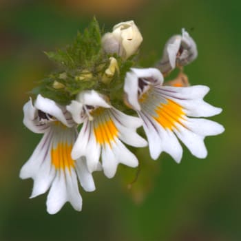 Eyebright - Euphrasia officinalis