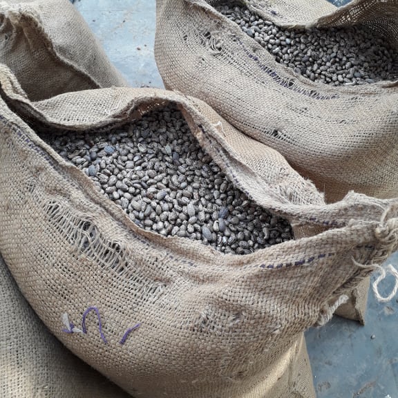 Castor beans in burlap sack.