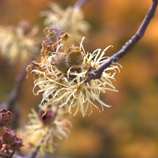 Close-up of pale witch hazel flowers with ribbon-like petals on a branch, against a soft blurred autumn background.