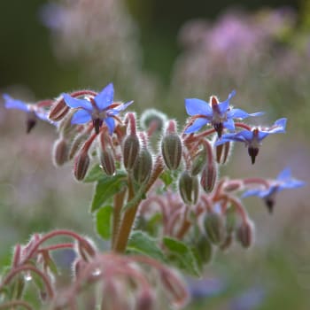 Borage - Borago officinalis L.
