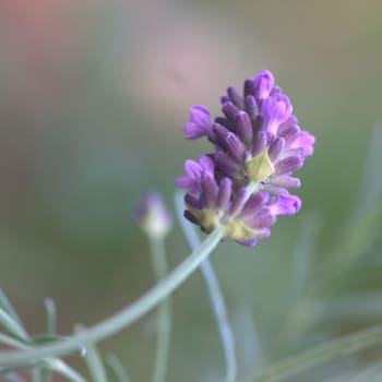 Lavender - Lavandula angustifolia Mill.
