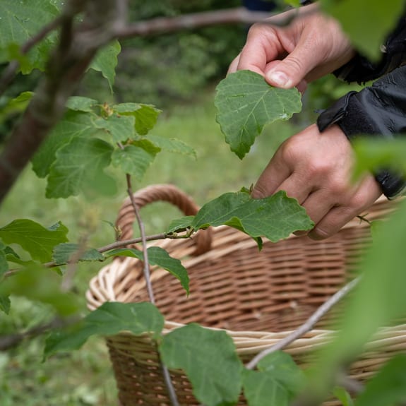 Hands gently pick green leaves from a garden shrub above a wicker basket.