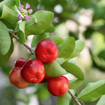 Food, Fruit, Plant, Produce, Apple