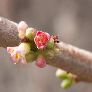 Myrrh - Commiphora molmol Engl.
