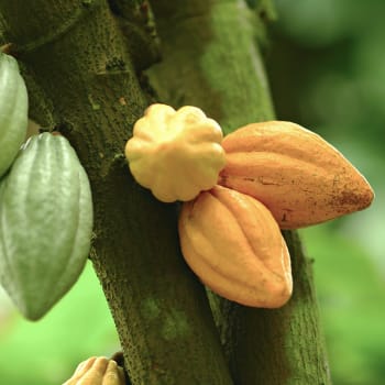Cacao - Theobroma cacao L.