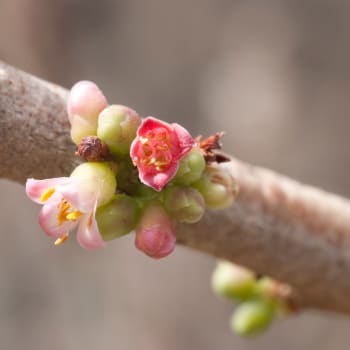 Myrrh - Commiphora molmol Engl.