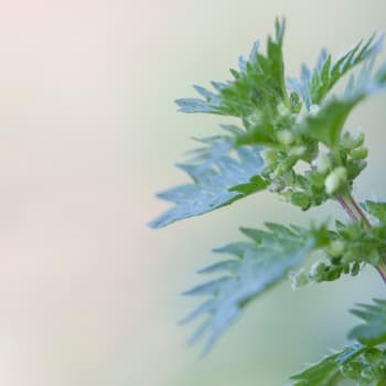 Small nettle - Urtica urens L.