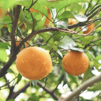 Bitter Orange - Citrus aurantium amara L.