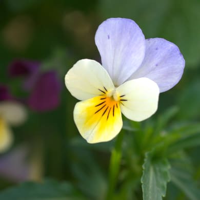Wild Pansy (Heartsease) - Viola tricolor L.