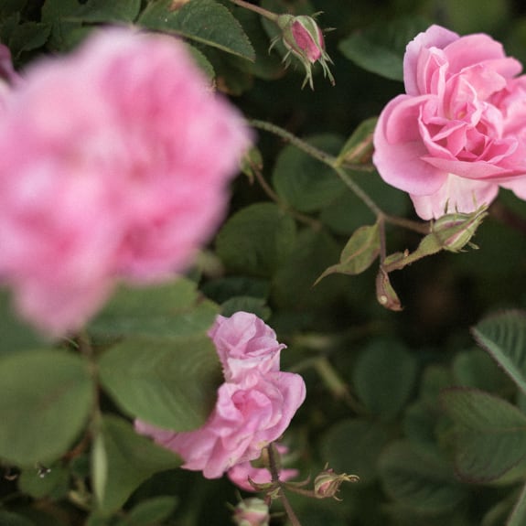 Pink roses in bloom among dark green leaves, with one soft-focus flower in the foreground., pink rose, rose plant, rose bud, flower cluster, green leaves