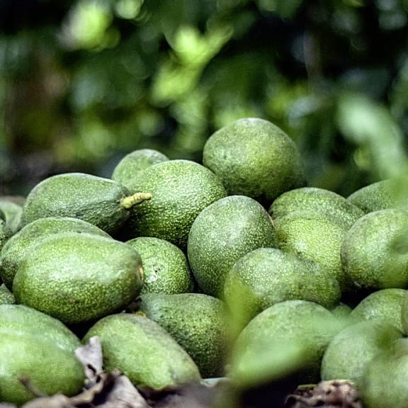 Pile of unripe green avocados with a blurred leafy background.