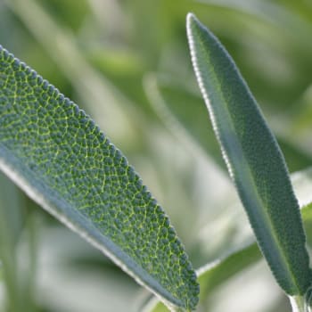 Sage - Salvia officinalis L.