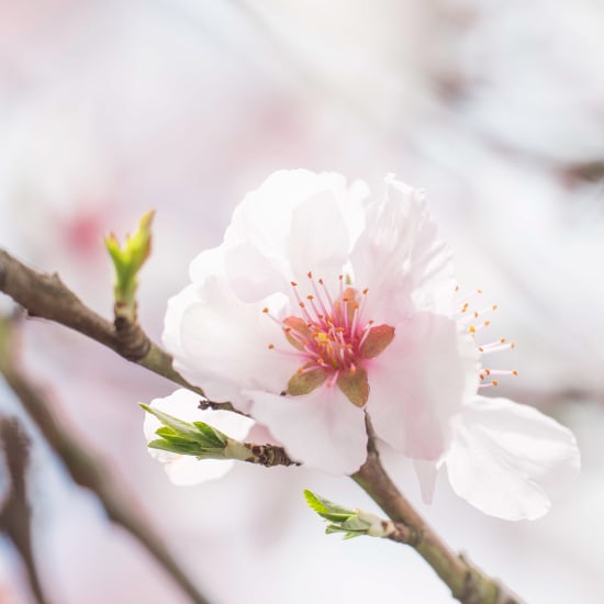 Almond Tree - Prunus dulcis (Mill.)