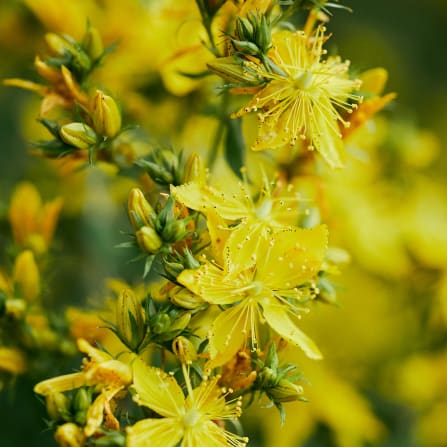 click to learn more about nurturing plants