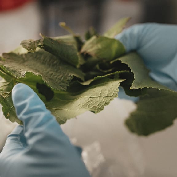 Blue-gloved hands hold and inspect a cluster of green leaves in close-up.