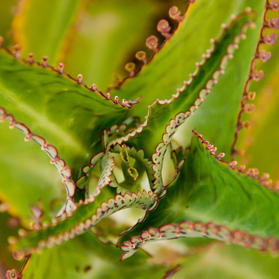 Bryophyllum - Kalanchoë daigremontiana