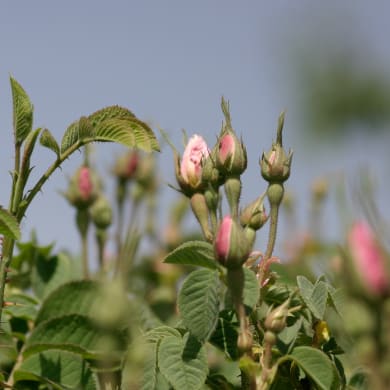 Rose - Rosa ssp.