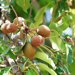 Shea tree branch with clusters of brown shea fruits among green leaves.