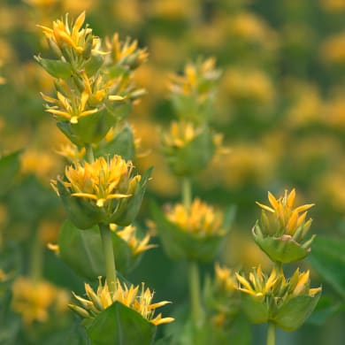 Gentian - Gentiana lutea L.