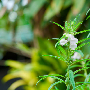 Sesame - Sesamum indicum L.