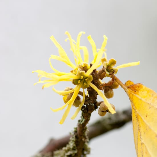 Close-up of a yellow witch hazel flower on a branch with a single yellow leaf against a pale background.
