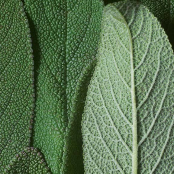 Sage - Salvia officinalis