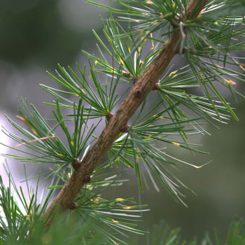 Larch - Larix decidua Mill.