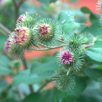 Greater Burdock - Arctium lappa L.