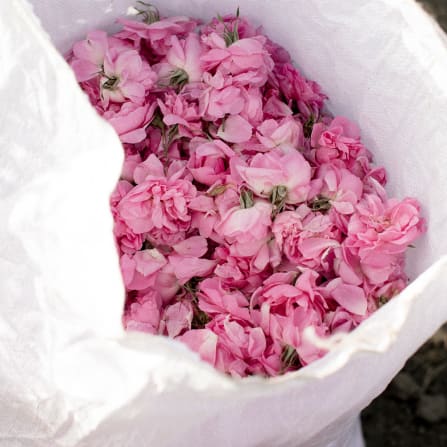 A white sack filled with freshly picked pink rose petals.