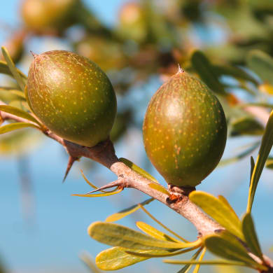 Argantree - argania-spinosa