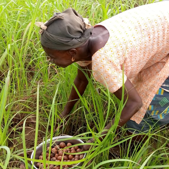 Woman in a field of tall grass gathers brown nuts into a basin, bent over and working by hand.