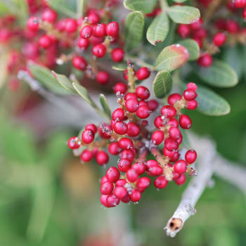 Mastic Tree - Pistacia lentiscus